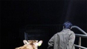 축산농 “밑져두 워떡해유”… 도축업자 “깡마른 소뿐, 허탕”