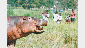 [지구촌 이모저모]케냐 야생하마, 새끼 지키려 사람들과 5시간 맞서 外
