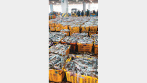 [부산/경남]오징어 때 아닌 풍어