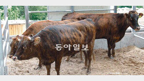 [대구/경북]소값은 폭락해도 ‘울릉도 약칡소’는 끄떡없네