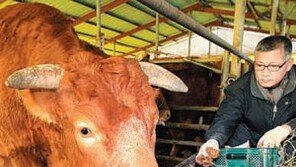 명품 한우 1마리 2000만원?