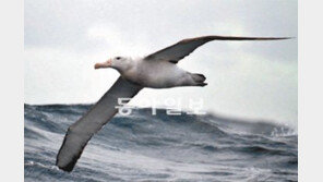 앨버트로스 “고맙다, 온난화”… 빨라진 편서풍 타고 먹이사냥