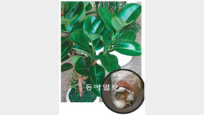 [O2/꽃과의 대화]상처난 고무나무 하얀 피… 너도 아파하는 생명이구나