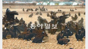 겨울손님 독수리 ‘먹이주기’ 논쟁… 탐방객 모으는 효자!  AI 퍼뜨리면 어쩌나?