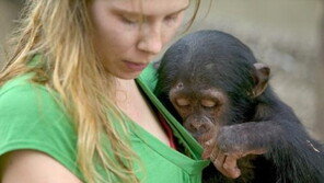 여성 사육사의 가슴을 대놓고 훔쳐보는 침팬지… “자식~ 좋겠네!”