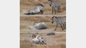 ‘이래 봬도 목욕 중’ 화제… “등 간지러운거 아냐?”