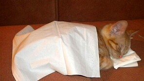 ‘휴지 이불 고양이’…어쩜 이렇게 앙증맞을까