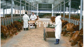 [강원]구제역 전사들 “방심이란 없다”