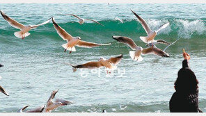 [부산/경남]갈매기 먹이 주며… 휴일의 여유