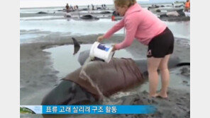 [뉴스A]한여름 뉴질랜드에서는 고래 구출 대작전