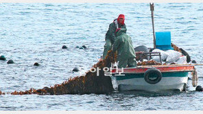 [부산/경남]기장 미역 수확 “희망을 건진다”