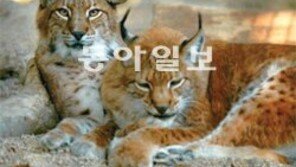 남한서 자취 감춘 호랑이, 국민정서상 “그래도 차마…”