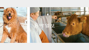 [인천/경기]사자개 우보살 장닭… 강화 선원寺는 ‘십이지 동물원’