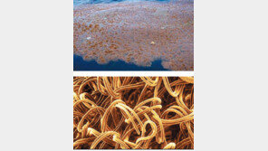 무심코 입는 합성섬유, 돌고 돌아 몸에 쌓인다