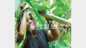 [TV 프로그램]15m 높이 대나무 올라가 작업