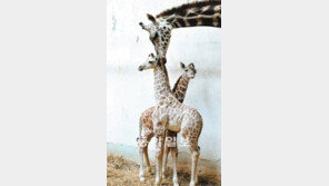 [수도권]17마리째 순풍 순풍… 기린 다산왕 ‘장순이’