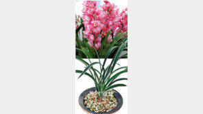 [O2/꽃과의 대화]입춘 무렵의 난꽃들