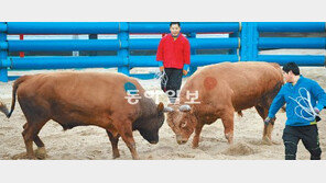 [대구/경북]청도 소싸움 열기 다시 뜨거워졌다