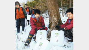 [광주/전남]“입춘부터 고로쇠 수액 받아요”