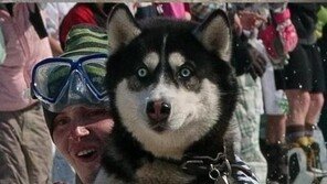 주인을 잘못 만났어, 또 다른 ‘주인 잘못 만난’ 강아지들!