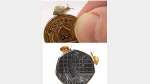 희귀 초소형 달팽이, 전 세계 306마리 멸종위기 “아쉬워!”