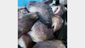 [허영만의 ‘자전거 식객’] 물메기에 대한 오해와 진실