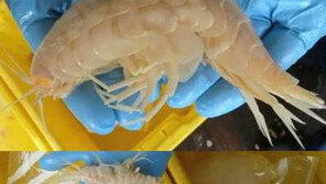 30cm 괴물새우 포획… “한 마리로 과자 한 봉지 가능?”