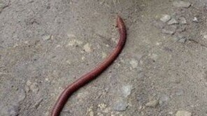 방사능 지렁이, 먹이 사슬로 인간에게까지? “걱정돼!”
