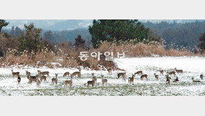 [제주]먹이 찾아 내려온 한라산 야생노루