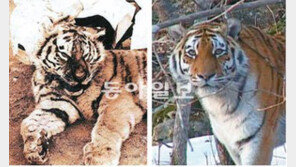 한국 호랑이 뼈에서 추출 유전자 분석했더니…