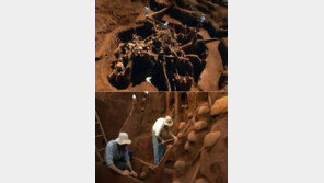 거대 개미굴 발견 “사람으로 치면 만리장성급 규모”