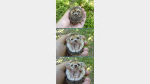 고슴도치 숨겨진 얼짱(?), 진짜 얼굴 공개 “까칠함 속에 숨겨진…”