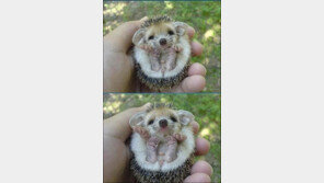 ‘고슴도치가 이렇게 귀여운 얼굴을…’ 놀라운 반전