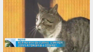 [뉴스A]고양이 ‘축구경기장 습격사건’