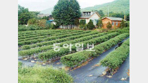[Home&Dream]강원도 철원 비타민나무 농장주 모집