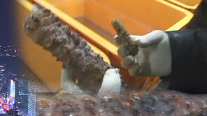 [뉴스A]해삼-소라 양잿물에 불려 유통 ‘경악’