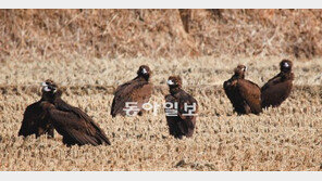 [대구/경북]구미로 겨울 지내러 온 독수리들