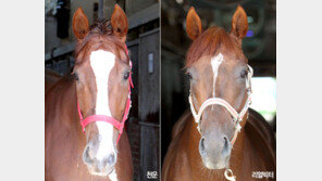 500㎏ 천운 파워냐, 400㎏ 리얼빅터 추입이냐