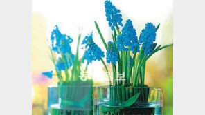 [O2/작은 정원, 큰 행복]시큰둥하던 꽃들이 사이다 마시고 웃네요