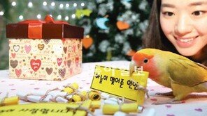 “앵무새야, 내 애정운은?”