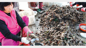 [부산/경남]“굴맛이 꿀맛이여!”