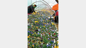 [인천/경기]수만 송이 봄의 전령이 온다