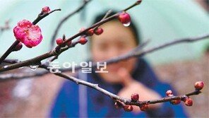 [광주/전남]봄 재촉하는 수줍은 홍매화