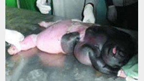 사람 닮은 괴물 양, 사람과 양의 성관계? “말도 안돼!”