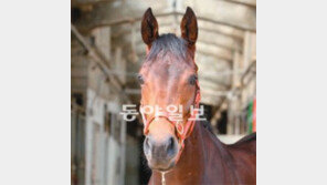 ‘암말’이 경마의 미래다