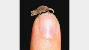 손톱 크기 카멜레온… “다 자라야 2.9cm”