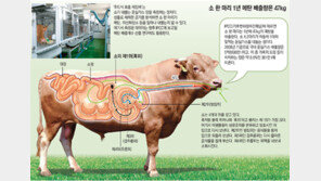 꺼억~ 트림쟁이 소는 ‘메탄쟁이’… 한마리가 年 47kg 뿜어내