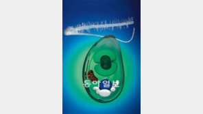 바다생물이 어떻게 광합성 식물로… ‘잃어버린 진화 고리’ 찾았다