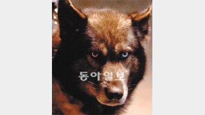 광화문에 ‘늑대개’?