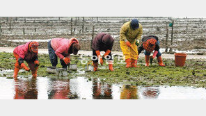 [광주/전남]봄소식 알리는 파래